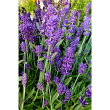 Лаванда вузьколиста Ізіда | Lavandula angustifolia Izida | Лаванда узколистная Изида