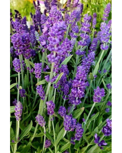 Лаванда вузьколиста Ізіда | Lavandula angustifolia Izida | Лаванда узколистная Изида