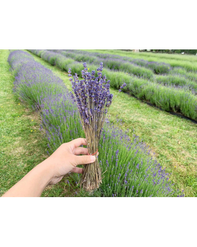 Лаванда вузьколиста Ізіда | Lavandula angustifolia Izida | Лаванда узколистная Изида