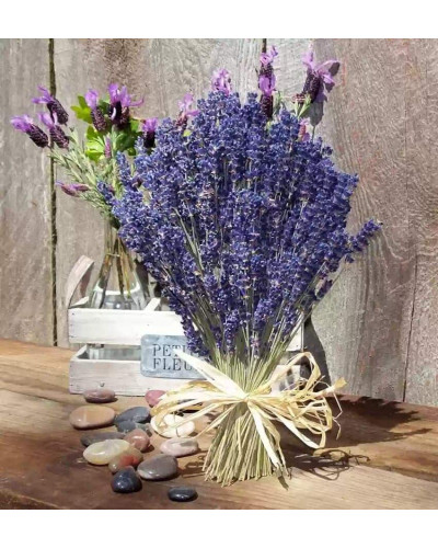 Лаванда вузьколиста Ізіда | Lavandula angustifolia Izida | Лаванда узколистная Изида