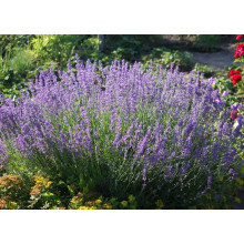 Лаванда вузьколиста Ізіда | Lavandula angustifolia Izida | Лаванда узколистная Изида