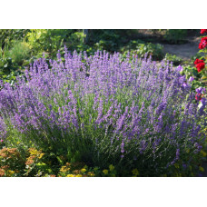 Лаванда вузьколиста Ізіда | Lavandula angustifolia Izida | Лаванда узколистная Изида