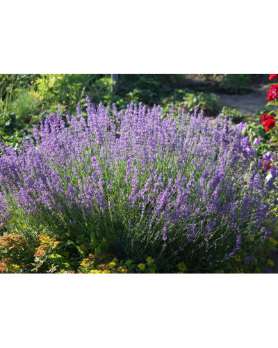 Лаванда вузьколиста Ізіда | Lavandula angustifolia Izida | Лаванда узколистная Изида