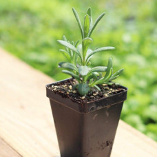 Лаванда вузьколиста Ізіда | Lavandula angustifolia Izida | Лаванда узколистная Изида