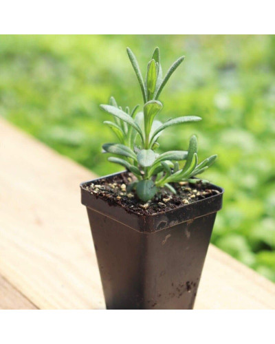 Лаванда вузьколиста Ізіда | Lavandula angustifolia Izida | Лаванда узколистная Изида