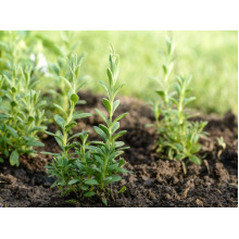 Лаванда вузьколиста Ізіда | Lavandula angustifolia Izida | Лаванда узколистная Изида
