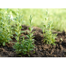 Лаванда вузьколиста Ізіда | Lavandula angustifolia Izida | Лаванда узколистная Изида