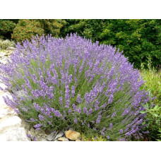 Лаванда вузьколиста Ізіда | Lavandula angustifolia Izida | Лаванда узколистная Изида