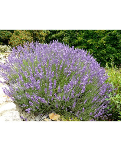 Лаванда вузьколиста Ізіда | Lavandula angustifolia Izida | Лаванда узколистная Изида