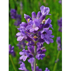 Лаванда вузьколиста Ізіда | Lavandula angustifolia Izida | Лаванда узколистная Изида