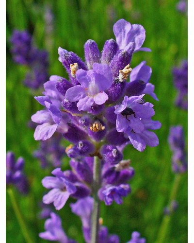 Лаванда вузьколиста Ізіда | Lavandula angustifolia Izida | Лаванда узколистная Изида