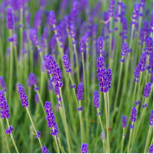 Лаванда вузьколиста Ізіда | Lavandula angustifolia Izida | Лаванда узколистная Изида