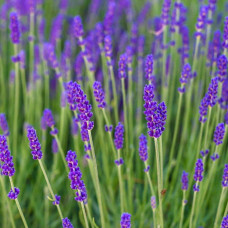 Лаванда вузьколиста Ізіда | Lavandula angustifolia Izida | Лаванда узколистная Изида