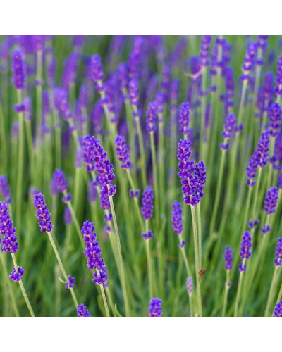 Лаванда вузьколиста Ізіда | Lavandula angustifolia Izida | Лаванда узколистная Изида