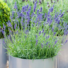 Лаванда вузьколиста Ізіда | Lavandula angustifolia Izida | Лаванда узколистная Изида