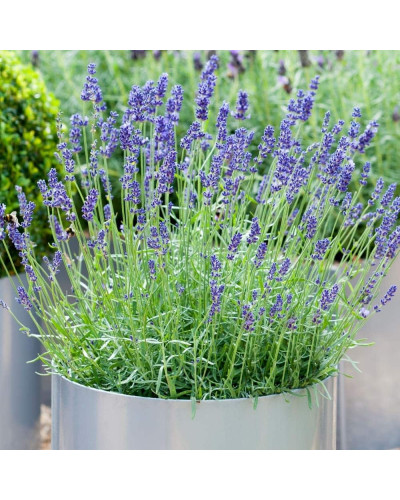 Лаванда вузьколиста Ізіда | Lavandula angustifolia Izida | Лаванда узколистная Изида