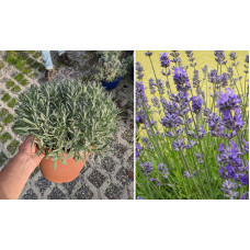 Лаванда вузьколиста Ізіда | Lavandula angustifolia Izida | Лаванда узколистная Изида