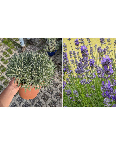Лаванда вузьколиста Ізіда | Lavandula angustifolia Izida | Лаванда узколистная Изида