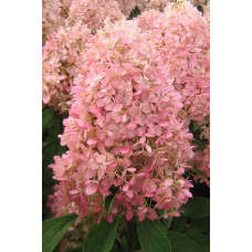 Гортензія волотиста Меджикал Кендл | Hydrangea paniculata Magical Candle | Гортензия метельчатая Мэджикал Кэндл