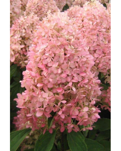 Гортензія волотиста Меджикал Кендл | Hydrangea paniculata Magical Candle | Гортензия метельчатая Мэджикал Кэндл