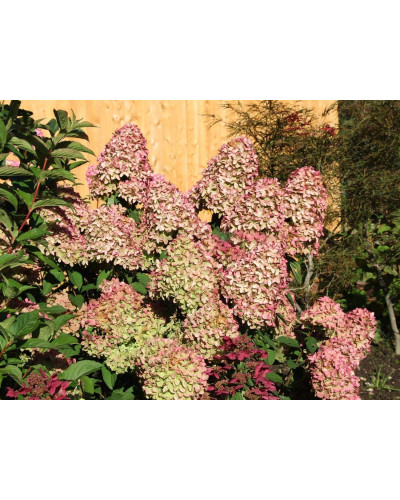 Гортензія волотиста Меджикал Кендл | Hydrangea paniculata Magical Candle | Гортензия метельчатая Мэджикал Кэндл