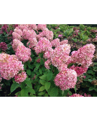 Гортензія волотиста Меджикал Кендл | Hydrangea paniculata Magical Candle | Гортензия метельчатая Мэджикал Кэндл