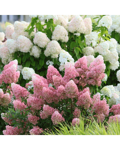 Гортензія волотиста Меджикал Кендл | Hydrangea paniculata Magical Candle | Гортензия метельчатая Мэджикал Кэндл