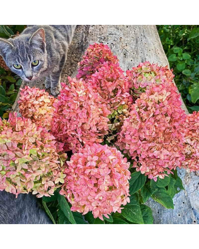 Гортензія волотиста Меджикал Кендл | Hydrangea paniculata Magical Candle | Гортензия метельчатая Мэджикал Кэндл