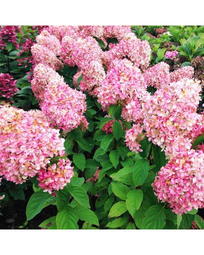 Гортензія волотиста Меджикал Кендл | Hydrangea paniculata Magical Candle | Гортензия метельчатая Мэджикал Кэндл