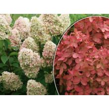 Гортензія волотиста Меджикал Кендл | Hydrangea paniculata Magical Candle | Гортензия метельчатая Мэджикал Кэндл