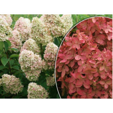 Гортензія волотиста Меджикал Кендл | Hydrangea paniculata Magical Candle | Гортензия метельчатая Мэджикал Кэндл