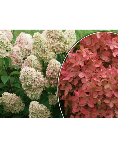 Гортензія волотиста Меджикал Кендл | Hydrangea paniculata Magical Candle | Гортензия метельчатая Мэджикал Кэндл
