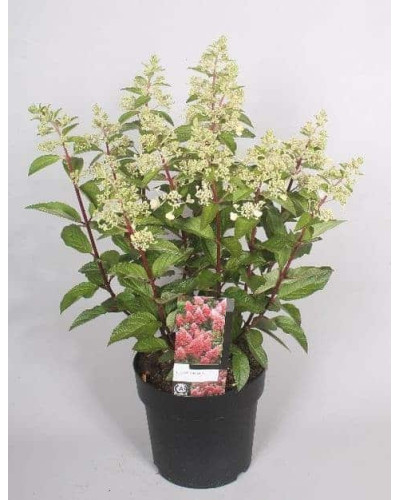 Гортензія волотиста Меджикал Кендл | Hydrangea paniculata Magical Candle | Гортензия метельчатая Мэджикал Кэндл