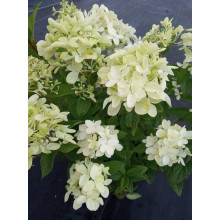 Гортензія волотиста Меджикал Кендл | Hydrangea paniculata Magical Candle | Гортензия метельчатая Мэджикал Кэндл