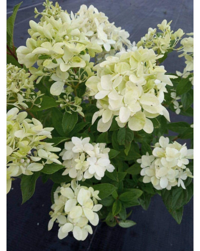 Гортензія волотиста Меджикал Кендл | Hydrangea paniculata Magical Candle | Гортензия метельчатая Мэджикал Кэндл