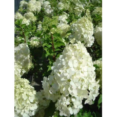 Гортензія волотиста Меджикал Кендл | Hydrangea paniculata Magical Candle | Гортензия метельчатая Мэджикал Кэндл