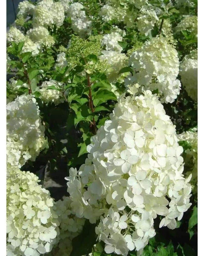 Гортензія волотиста Меджикал Кендл | Hydrangea paniculata Magical Candle | Гортензия метельчатая Мэджикал Кэндл