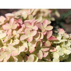 Гортензія волотиста Меджикал Кендл | Hydrangea paniculata Magical Candle | Гортензия метельчатая Мэджикал Кэндл