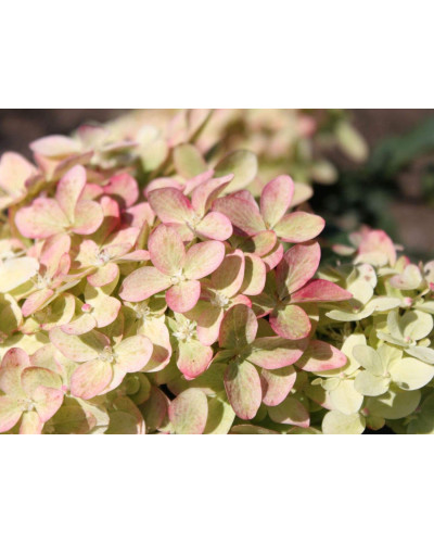 Гортензія волотиста Меджикал Кендл | Hydrangea paniculata Magical Candle | Гортензия метельчатая Мэджикал Кэндл