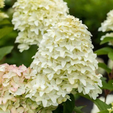 Гортензія волотиста Меджикал Кендл | Hydrangea paniculata Magical Candle | Гортензия метельчатая Мэджикал Кэндл