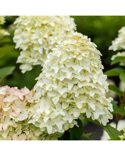 Гортензія волотиста Меджикал Кендл | Hydrangea paniculata Magical Candle | Гортензия метельчатая Мэджикал Кэндл