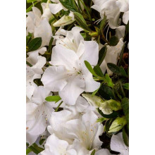 Рододендрон/Азалія Пур Уайт | Рододендрон/Азалия Пур Уайт | Rhododendron (AJ) Encore® Pure White