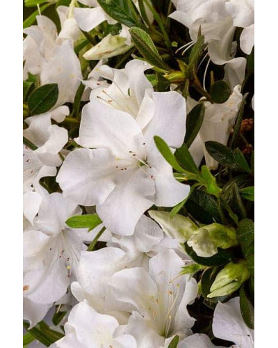 Рододендрон/Азалія Пур Уайт | Рододендрон/Азалия Пур Уайт | Rhododendron (AJ) Encore® Pure White