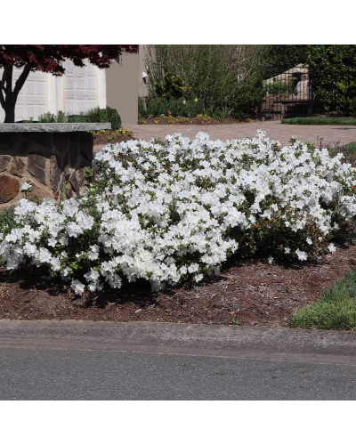Рододендрон/Азалія Пур Уайт | Рододендрон/Азалия Пур Уайт | Rhododendron (AJ) Encore® Pure White