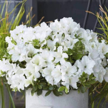 Рододендрон/Азалія Пур Уайт | Рододендрон/Азалия Пур Уайт | Rhododendron (AJ) Encore® Pure White