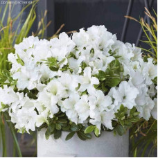 Рододендрон/Азалія Пур Уайт | Рододендрон/Азалия Пур Уайт | Rhododendron (AJ) Encore® Pure White