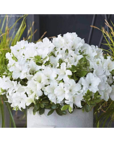 Рододендрон/Азалія Пур Уайт | Рододендрон/Азалия Пур Уайт | Rhododendron (AJ) Encore® Pure White