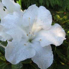 Рододендрон/Азалія Пур Уайт | Рододендрон/Азалия Пур Уайт | Rhododendron (AJ) Encore® Pure White