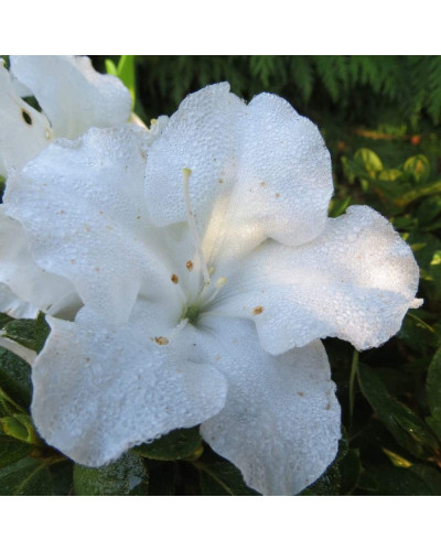 Рододендрон/Азалія Пур Уайт | Рододендрон/Азалия Пур Уайт | Rhododendron (AJ) Encore® Pure White