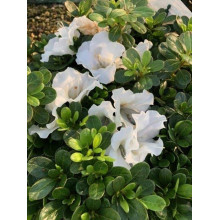 Рододендрон/Азалія Пур Уайт | Рододендрон/Азалия Пур Уайт | Rhododendron (AJ) Encore® Pure White